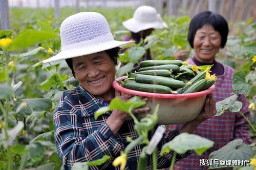 加入农业合作社，享4项优惠政策助力农业发展