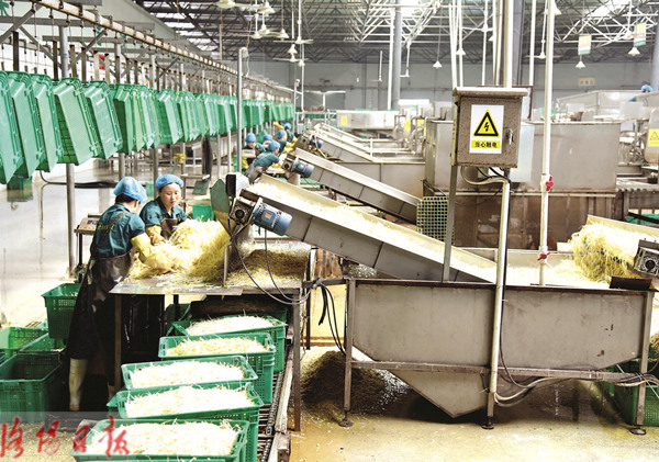 洛阳新农村蔬菜食品公司:机械化生产造&ldquo;放心豆芽&rdquo;