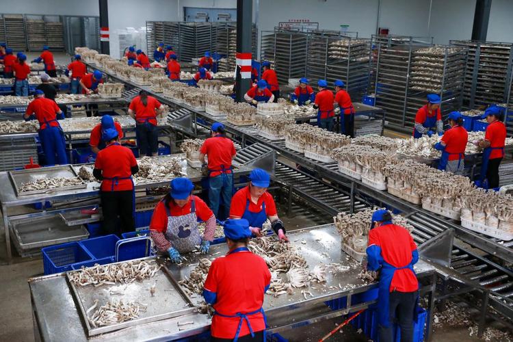 g视觉丨玉屏:智慧农业"菌工厂"规模化生产助力乡村振兴